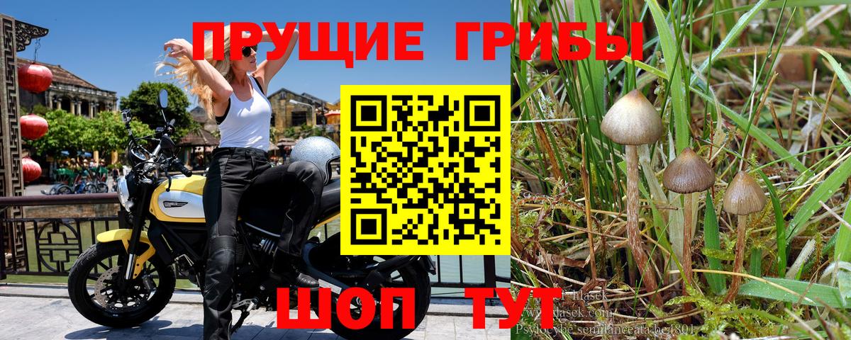 Псилоцибиновые грибы прущие грибы Чернушка